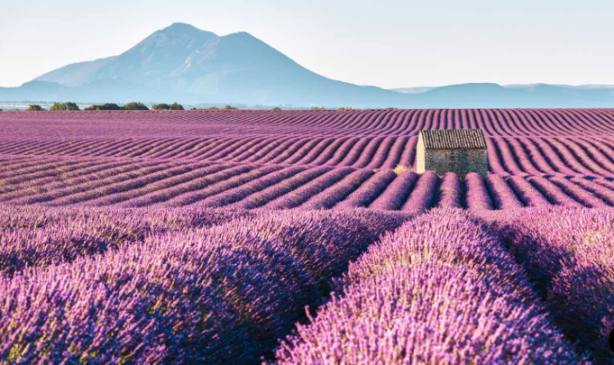 International movers to France Provence lavender fields Southern France Valensole plateau