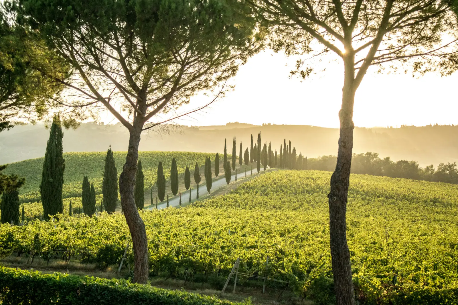 Moving to Italy to retire: tree-lined countryside in Tuscany at golden hour